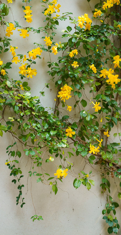 Camouflage Door Murals Single/Double Door